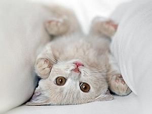 США: сапери замість бомби знайшли у коробці кошенят США: сапери замість бомби знайшли у коробці кошенят