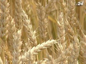 Україна поставить Росії 2 мільйони тонн фуражного зерна Україна поставить Росії 2 мільйони тонн фуражного зерна