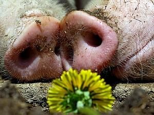 Санстанція: причиною отруєння людей у харківському кафе "Анжеліка" були бактерії сальмонели Санстанція: причиною отруєння людей у харківському кафе "Анжеліка" були бактерії сальмонели