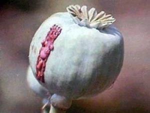 В Афганістані знищили 200 млн. доз героїну В Афганістані знищили 200 млн. доз героїну