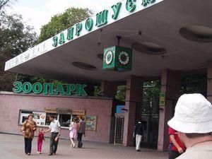 У Київському зоопарку зникнуть бегемот, лев і шимпанзе У Київському зоопарку зникнуть бегемот, лев і шимпанзе