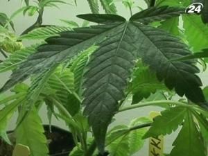 Каліфорнія може стати першим штатом, де легалізують марихуану Каліфорнія може стати першим штатом, де легалізують марихуану