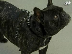 Зірки та їхні маленькі улюбленці відвідали благодійну акцію Зірки та їхні маленькі улюбленці відвідали благодійну акцію