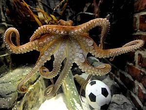 Сьогодні світу покажуть Пауля Другого Сьогодні світу покажуть Пауля Другого