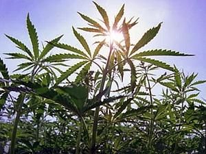 США: каліфорнійці проголосували проти легалізації марихуани США: каліфорнійці проголосували проти легалізації марихуани