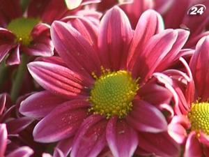 Бал квітів. В Криму розквітли хризантеми Бал квітів. В Криму розквітли хризантеми