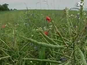 Євросоюз закриває ринок для українського ріпаку Євросоюз закриває ринок для українського ріпаку