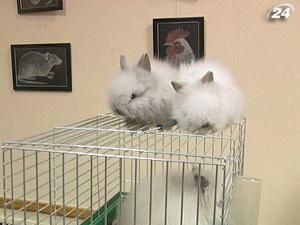 У Києві відкрилася виставка декоративних гризунів У Києві відкрилася виставка декоративних гризунів