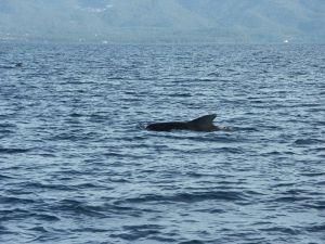 Ірландія: 30 чорних дельфінів викинулись на берег Ірландія: 30 чорних дельфінів викинулись на берег