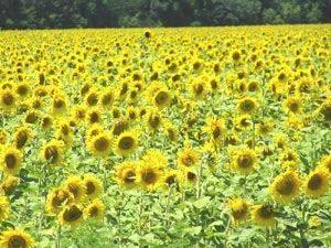 Україна зібрала рекордний врожай соняшника Україна зібрала рекордний врожай соняшника