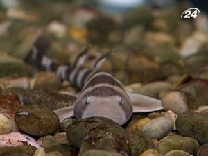 В Севастопольському акваріумі активно плодяться акули В Севастопольському акваріумі активно плодяться акули