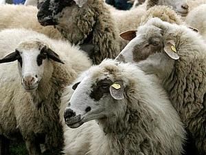 Стадо овець у Туреччині вчинило масове самогубство Стадо овець у Туреччині вчинило масове самогубство