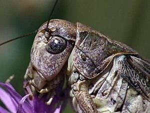 Вчені виявили тварину з найбільшими геніталіямми Вчені виявили тварину з найбільшими геніталіямми