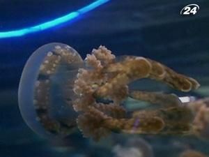 Головне завдання музею - дослідити, пояснити та захистити природу Головне завдання музею - дослідити, пояснити та захистити природу