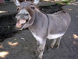 Німецькі солдати в Афганістані купили віслюка — тактична необхідність Німецькі солдати в Афганістані купили віслюка — тактична необхідність