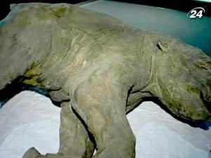 У Росії в товщі льоду досі залишаються мільйони решток мамонтів У Росії в товщі льоду досі залишаються мільйони решток мамонтів