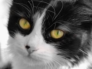 У Татарстані в якості наркокур’єра використовували кішку У Татарстані в якості наркокур’єра використовували кішку