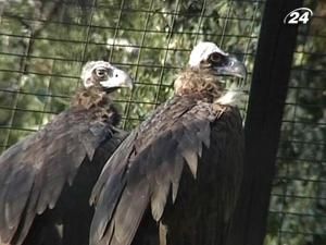 Зі столичного зоопарку пропала половина тварин Зі столичного зоопарку пропала половина тварин