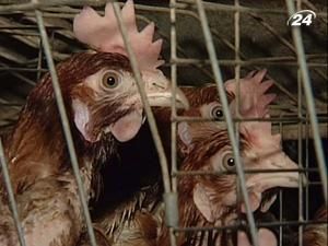 Європейці перевірять українських курей до Нового року Європейці перевірять українських курей до Нового року