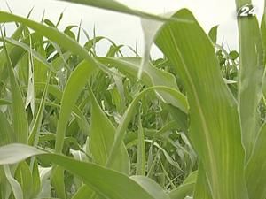 В Україні з'являться філії Чиказької або Європейської Агробіржі В Україні з'являться філії Чиказької або Європейської Агробіржі