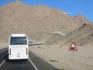 В Єгипті у ДТП розбилися українці: є жертви В Єгипті у ДТП розбилися українці: є жертви