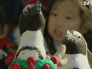 У Південній Кореї переодягнули пінгвінів у Санта-Клаусів У Південній Кореї переодягнули пінгвінів у Санта-Клаусів