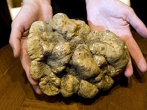 В Італії продали гриб за 105 тисяч євро В Італії продали гриб за 105 тисяч євро