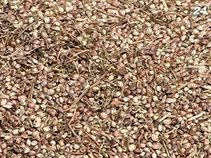 На Прикарпатті виявили 3 двохсотлітрові діжки насіння конопель На Прикарпатті виявили 3 двохсотлітрові діжки насіння конопель