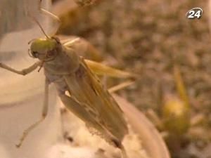 Здається, що спільного між сараною та безпечним дорожнім рухом? Здається, що спільного між сараною та безпечним дорожнім рухом?