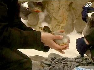 В акваріумі Мельбурна народилося маля субантарктичного пінгвіна В акваріумі Мельбурна народилося маля субантарктичного пінгвіна