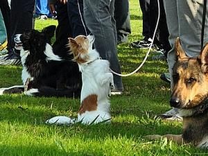 У Японії семирічний чі-хуа-хуа Момо рятуватиме людей У Японії семирічний чі-хуа-хуа Момо рятуватиме людей