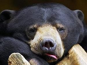 У Києві почали будувати найбільший у Європі ведмежатник У Києві почали будувати найбільший у Європі ведмежатник