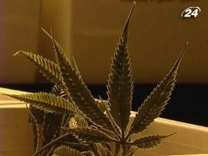 Нідерланди: уряд введе заборону на продаж марихуани іноземним туристам Нідерланди: уряд введе заборону на продаж марихуани іноземним туристам