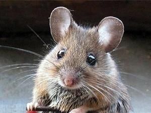 У США влада розробляє план з захоплення радіоактивної миші