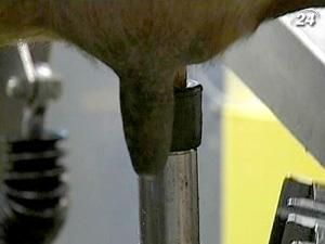 В Австралії вийшли на роботу перші роботи-доярки В Австралії вийшли на роботу перші роботи-доярки