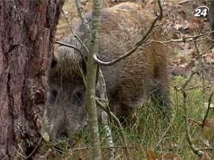 На Волині запровадили новий вид відпочинку - альтернативне полювання На Волині запровадили новий вид відпочинку - альтернативне полювання