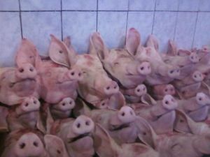 Україна заборонила ввозити сербську свинину Україна заборонила ввозити сербську свинину