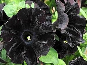 У Британії вивели абсолютно чорні квіти (ФОТО) У Британії вивели абсолютно чорні квіти (ФОТО)