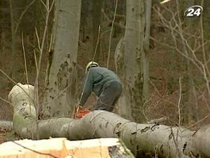 Росія скасує експортне мито на деревину Росія скасує експортне мито на деревину