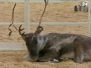 Мистецька експозиція в Берліні дозволяє відвідувачам переночувати серед канарок і оленів Мистецька експозиція в Берліні дозволяє відвідувачам переночувати серед канарок і оленів