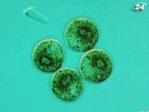 Водорості можуть врятувати Землю від глобального потепління Водорості можуть врятувати Землю від глобального потепління