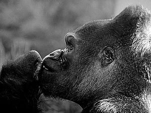 Київський зоопарк збирає гроші на телевізор, щоб вивести горилу з депресії Київський зоопарк збирає гроші на телевізор, щоб вивести горилу з депресії