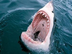 Єгипетська акула відкусила російській туристці руку