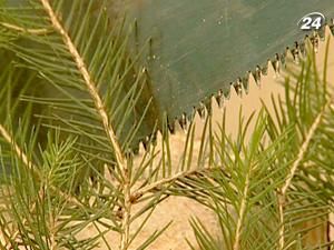 40% ялинок на ринку зрубали браконьєри 40% ялинок на ринку зрубали браконьєри