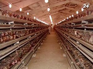 Через півроку українська курятина побачить Європу Через півроку українська курятина побачить Європу