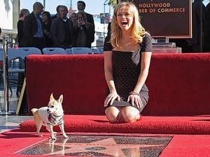 Різ Уізерспун отримала зірку на Алеї слави Різ Уізерспун отримала зірку на Алеї слави