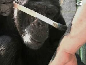 Шимпанзе Джиммі з Бразилії малює картини Шимпанзе Джиммі з Бразилії малює картини