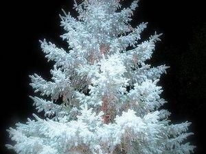 На Майдані Незалежності у Києві встановлюють різдвяну ялинку На Майдані Незалежності у Києві встановлюють різдвяну ялинку