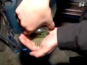 Мешканка містечка Зугрес на Донеччині закатала у банки врожай марихуани Мешканка містечка Зугрес на Донеччині закатала у банки врожай марихуани