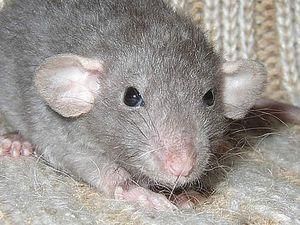 У Києві перевірять будинки на наявність щурів У Києві перевірять будинки на наявність щурів